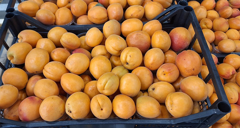 Albicocche - Romagna - 2,20-2,40 euro al chilogrammo